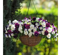 Marshalls Garden Pansy Cool Wave Berries & Cream Mix - Trailing F1, Autumn To Spring Blooms