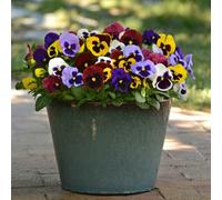 Marshalls Garden Pansy Matrix 'blotched Mix' - 20 Pro Grower Plugs