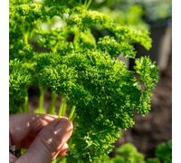 Marshalls Garden Parsley 'moss Curled' - High-Yield, Low-Maintenance Herb Plant 1 Litre