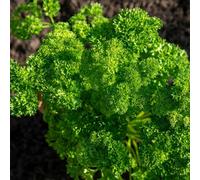 Marshalls Garden Parsley Seeds 'champion Moss Curled' 800 Seeds