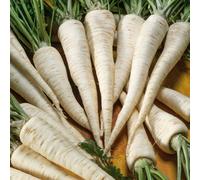 Marshalls Garden Parsley Seeds Hamburg 'turnip-Rooted' - Winter Roots And Culinary Leaves 2000 Seeds