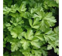 Marshalls Garden Parsley Seeds Italian Plain Leaved, 700 Seeds