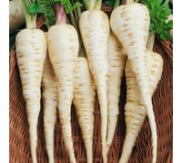 Marshalls Garden Parsnip Seeds Gladiator F1 600 Seeds