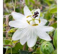 Marshalls Garden Passiflora 'constance Elliot' White Fragrant Passion Flower Climber Up To 4M 3 Litre