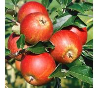 Marshalls Garden Patio Apple 'cox's Orange Pippin' Mini Espalier On M26 Rootstock Bare Root
