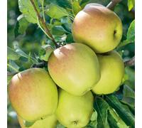 Marshalls Garden Patio Apple 'golden Delicious' Compact 1M Tree, High-Yield, Self-Fertile, Ideal For Warmer Uk 5 Litre