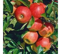 Marshalls Garden Patio Apple Tree 'elstar' Dwarf 1.2M Heavy Cropping Needs Pollinator 5 Litre