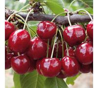 Marshalls Garden Patio Cherry Regina Tree Compact 1.2M Pot Variety