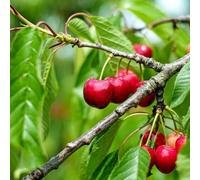 Marshalls Garden Patio Cherry Tree 'stella' (Prunus Avium) - Self-Fertile, Colt Rootstock Bare Root