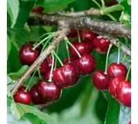 Marshalls Garden Patio Cherry 'van' Mini Fan-Trained Sweet Dessert Cherry Tree For Small Gardens