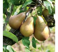 Marshalls Garden Patio Pear 'conference' (Pyrus) On Quince A Rootstock - Ideal For Small Gardens And Patios