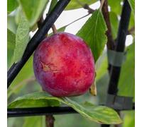 Marshalls Garden Patio Plum 'Opal' - Fan-Trained Bare-Root Tree
