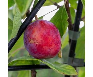 Marshalls Garden Patio Plum 'Opal' - Fan-Trained Bare-Root Tree