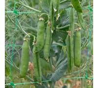 Marshalls Garden Pea Seeds 'early Onward' - Heavy-Cropping Variety, 300 Seeds