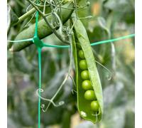 Marshalls Garden Pea Seeds 'kelvedon Wonder' - 300 Seeds, Rhs Agm Variety
