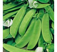 Marshalls Garden Pea Seeds Mangetout 'oregon Sugar Pod' Extra-Large Sweet Pods 200 Seeds