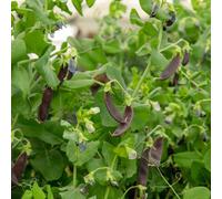 Marshalls Garden Pea Seeds Mangetout 'shiraz' - High Yield, Disease Resistant 100 Seeds