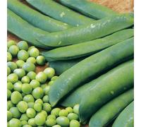 Marshalls Garden Pea Seeds 'onward' Sweet Large-Podded Fusarium-Resistant Variety