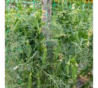 Marshalls Garden Pea Seeds Ruselargo, Maincrop, Disease Resistant, High Yield 300 Seeds
