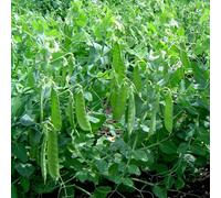 Marshalls Garden Pea Seeds Snow 'sweet Horizon' High-Yield Sweet Peas For Pots, Patios And Vegetable Plots 300 Seeds