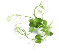 Marshalls Garden Pea Seeds 'style' - Easy-To-Grow Pea Shoots For Salads, 200 Seeds