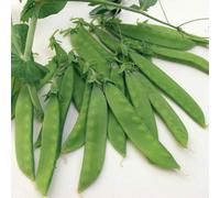 Marshalls Garden Pea Seeds Sugar Norli Organic Sugar Snap - 200 Seeds