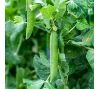 Marshalls Garden Pea Seeds 'utrillo' Rhs Agm, Large-Podded Shelling Pea, 150 Seeds