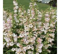 Marshalls Garden Penstemon 'arabesque Appleblossom' Apple Blossom Penstemon - Compact Perennial For Borders And Pots