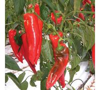 Marshalls Garden Pepper Seeds 'diablo' F1 10 Seeds Capsicum Annuum Ox-Horn Variety
