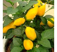 Marshalls Garden Pepper Seeds 'sweet Lemon Dream' - 6 Seeds