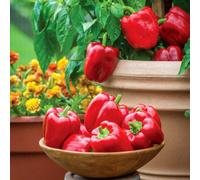 Marshalls Garden Pepper Seeds 'sweet Popti' Redskin (Capsicum Annuum) - 6 Seeds For Pots And Small Gardens