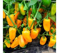 Marshalls Garden Pepper Seeds 'sweet Snackbite Yellow' F1, 4 Seeds Compact Sweet Yellow Peppers