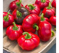 Marshalls Garden Pepper Seeds 'sweet Winner' - Sweet Round Red Peppers, 8 Seeds