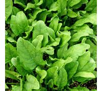 Marshalls Garden Perpetual Spinach Seeds - High Yield, Fast-Growing, Rhs Agm 300 Seeds