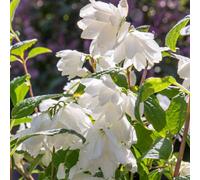 Marshalls Garden Philadelphus Snowbelle - Fragrant Compact Mock Orange, 3 Litre Plant