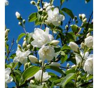 Marshalls Garden Philadelphus 'virginal' Fragrant White Double-Flowered Shrub 2500-3000 mm 3 Litre Plant