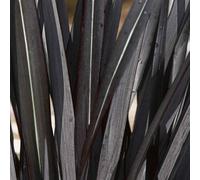 Marshalls Garden Phormium 'black Velvet' - Architectural New Zealand Flax With Purple-Black Evergreen Foliage, 3 X 9Cm
