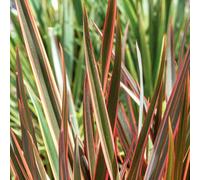 Marshalls Garden Phormium Plant 'maori Queen' - Colourful Evergreen Border Accent 9Cm Plant