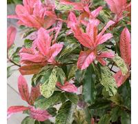Marshalls Garden Photinia 'pink Crispy' Evergreen Shrub 1500-2000 mm 9Cm Plant