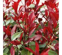 Marshalls Garden Photinia 'red Robin' Evergreen Shrub - Bright Red Spring Growth, Glossy Green Foliage, 18 X 9Cm