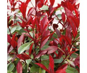 Marshalls Garden Photinia 'red Robin' Hardy Evergreen Shrub With Bright Red Spring Foliage 9Cm Plant