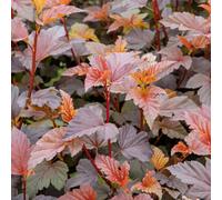Marshalls Garden Physocarpus 'lady In Red' - Hardy Red-Foliage Shrub, Compact 1.5M Mature Height, Summer Pink Flowers, 3 X 9Cm