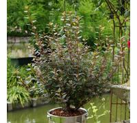 Marshalls Garden Physocarpus 'little Joker' Compact Ninebark Shrub - Red Foliage & Creamy Pink Blooms 3 Litre Plant