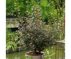 Marshalls Garden Physocarpus 'little Joker' Compact Ninebark Shrub - Red Foliage & Creamy Pink Blooms 3 Litre Plant