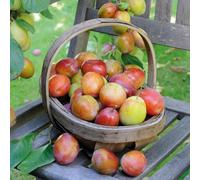 Marshalls Garden Plum 'victoria' (Pruna) - Self-Fertile Semi-Dwarf On St Julien A, Ideal For Pots & Gardens 5 Litre