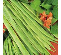 Marshalls Garden Polestar Runner Bean Seeds - Salmon Flowers, 25Cm Stringless Pods, Ideal For Vertical And Small-Space Growing