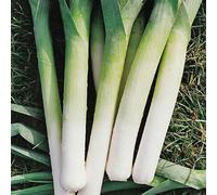 Marshalls Garden Porbella Leek Seeds - Hardy, High-Yield Winter Variety