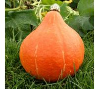 Marshalls Garden Potimarron Squash Seeds - Chestnut Pumpkin, 20 Seeds