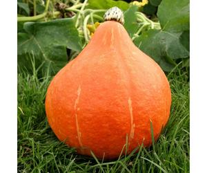 Marshalls Garden Potimarron Squash Seeds - Chestnut Pumpkin, 20 Seeds