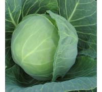 Marshalls Garden Prestar Cabbage Seeds - Fast-Growing Compact Heads, Pack Of 40